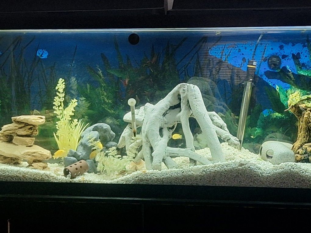 2. 55 Gallon Aquariums