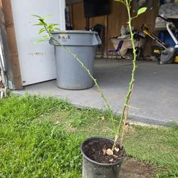 Limon Mexicano "Tequilero"