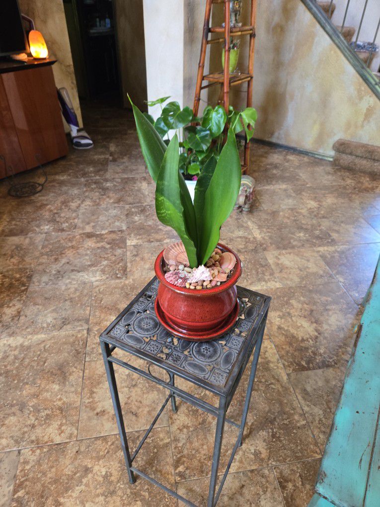 Sansevieria Snake Plant In 6in Ceramic Pot With Tray