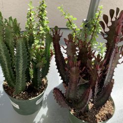 Gorgeous Euphoria Green & RED Lucky PLANT🙏PLS READ DESCRIPTION 