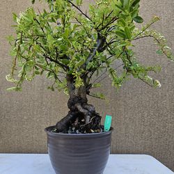 Old Pyracantha Bonsai Tree