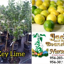 key Lime  Dwarf  Grafted  Trees  🌳 In 7gal Arboles  de limon Injertados  