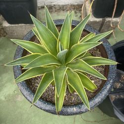 Smooth Agave
