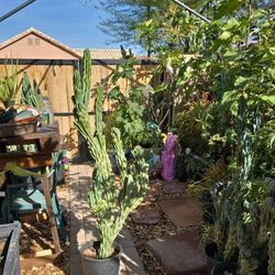 Cactus 51 Inches Blue Montrose, Show Piece. 