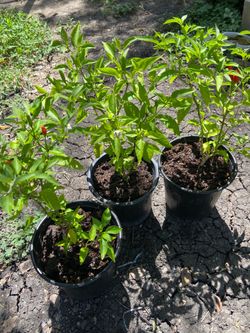 Bird’s Eye Chili Pepper Plant 🌶️