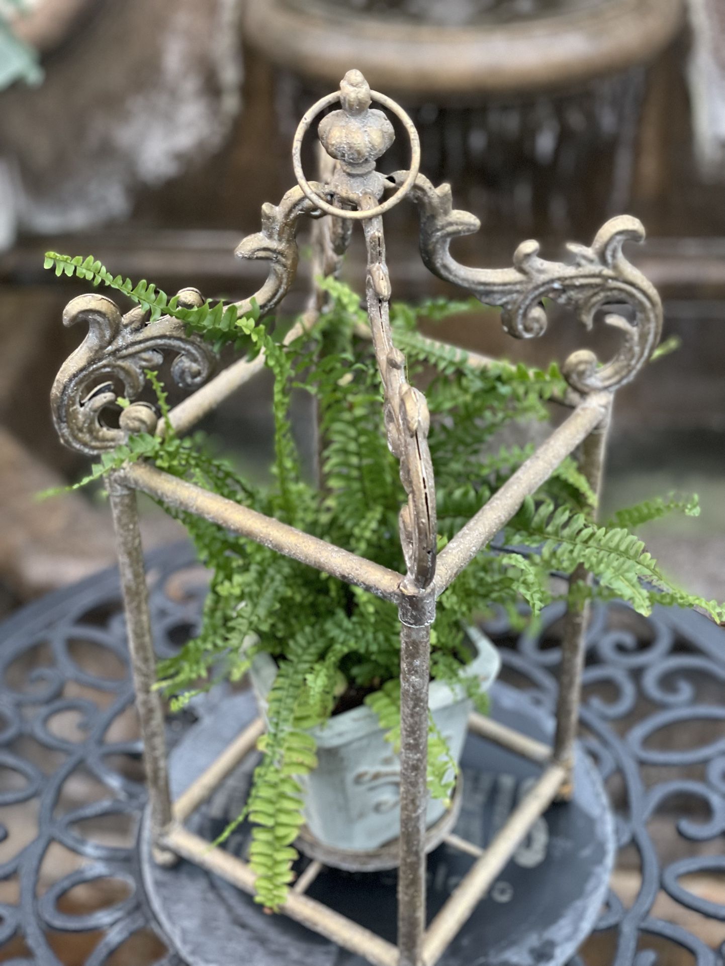 Greenhouse Grown Fern In Gilded Gold Frame