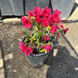 Azalea Bush