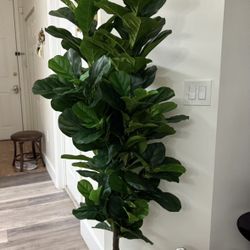 Pretty Artificial Plant 6 FT Tall Fig Tree With 184 Leaves ! Brand New