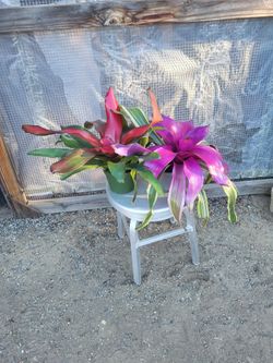 Bromeliad 6" Nursery Pot $5 each