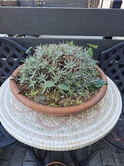 Deuterocohnia brevifolia
