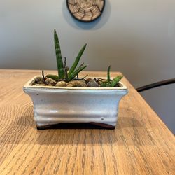 Succulent Arrangement 