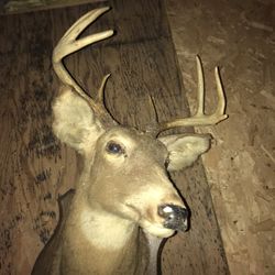 Beautiful 8 Point Buck Mount