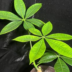 Money Tree Plant 