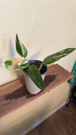 Monstera Standleyana Aurea
