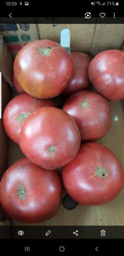 Monster block cream tomato plant