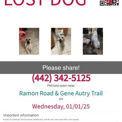 LOST DOG