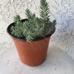 6 Inch Pot Succulent Plant - Sedum Sediforme - Turquoise Tails - Rooted & Established Plant - Drought Resistant 🪴 