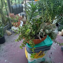 Suculants Plants In Terra Cotta Pot 