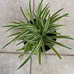 Spider Plant