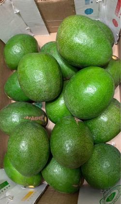 Fresh Avocados 10$ for 8