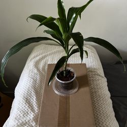 2 Dracaena Plants AKA Lucky Bamboo