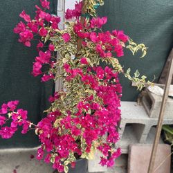 Bougainvillea, Camellina , Veranera, Cuarsao Maple Plant, In 5 Gallóns Pot Pick Up Only