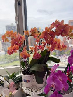 Orange Orchid