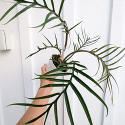 Philodendron Tortum Plant 4" Pot - Indoor House Plants