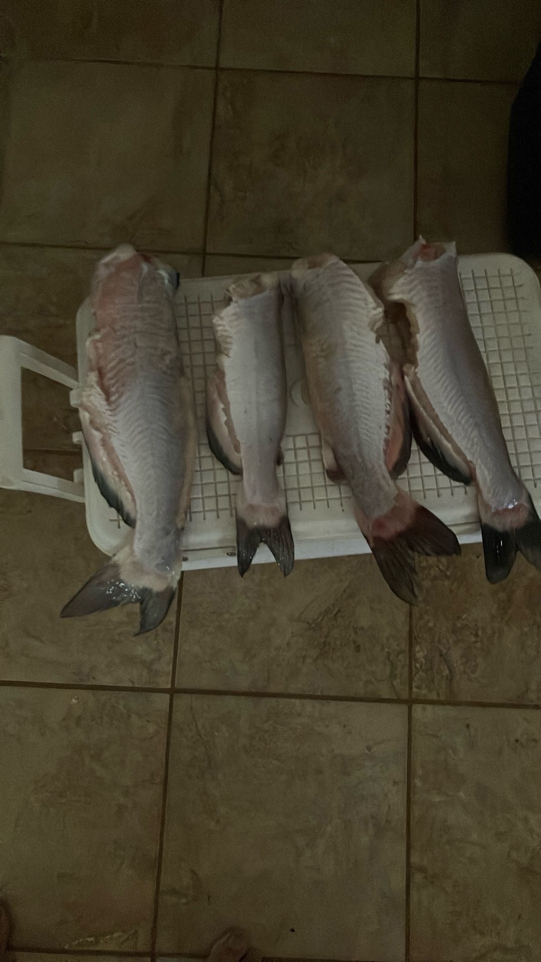 Channel Catfish Caught Daily
