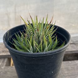 Green Zebra