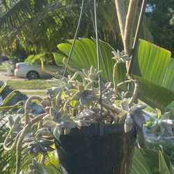 Hanging Succulent Plant Full Sun