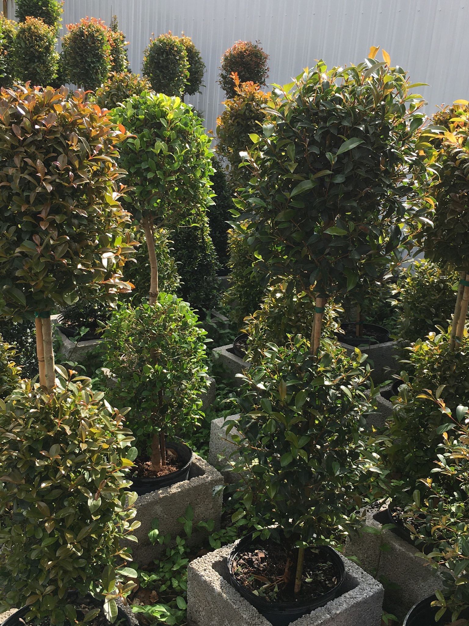 Balls Topiary In 3 gls Pot. 3 Ft Tall. SPECIAL PRICE!🤩