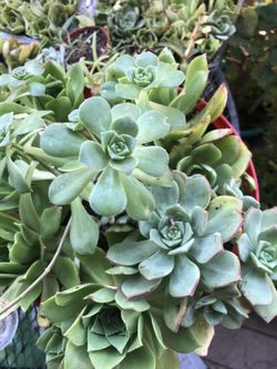 Mix of various succulents