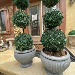 Very  Nice 2 Plant large