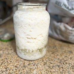 Búlgaros De Leche 🥛 Gratis 