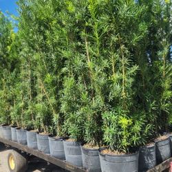 Spectacular Podocarpus Plants For Inmediate Privacy!!! About 6 Feet Tall Measurements Over The Pot!! Best Quality And Price 