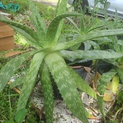 SOAP ALOE