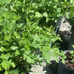 Fresh Spearmint Plant – 3 Gallon Pot (Aromatic & Ready to Thrive)