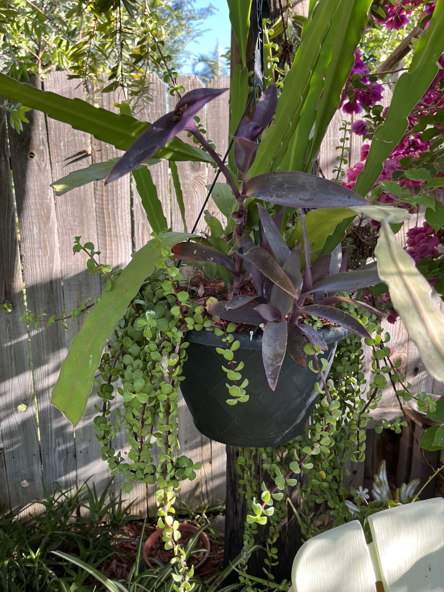 Succulent Plants