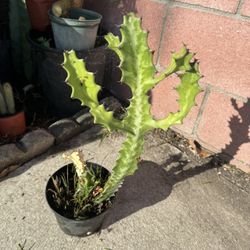 Ghost Cactus