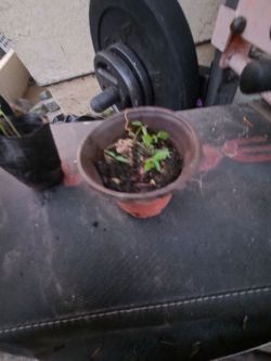 Yellow Chili sprouts