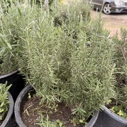 Rosemary 