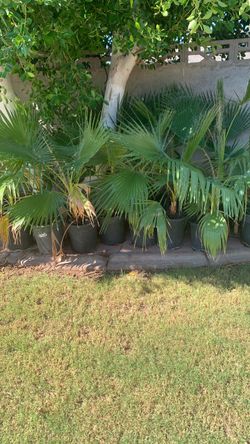 Mexican fan palm
