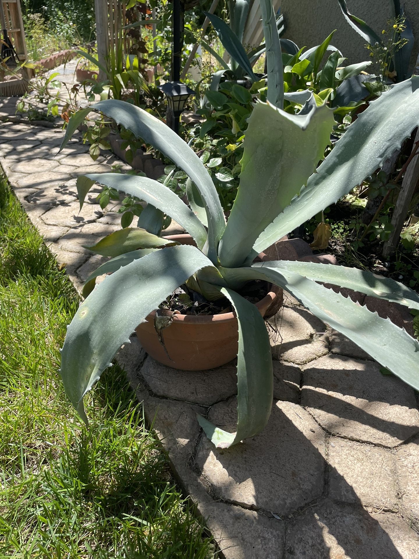 Blue Agave