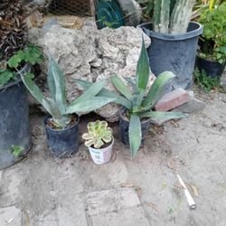 Blue Agave