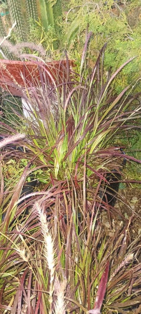 Fountain Grass.