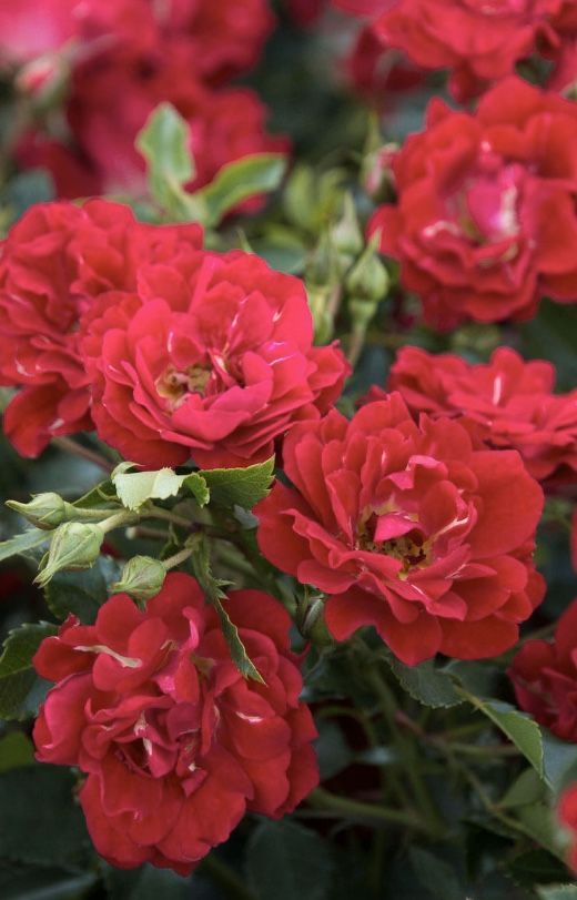 Two mature rose bushes pending for Sale in Vancouver, WA OfferUp
