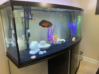 180 Gallons Curved Fish Tank
