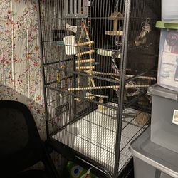 Bird Cage 