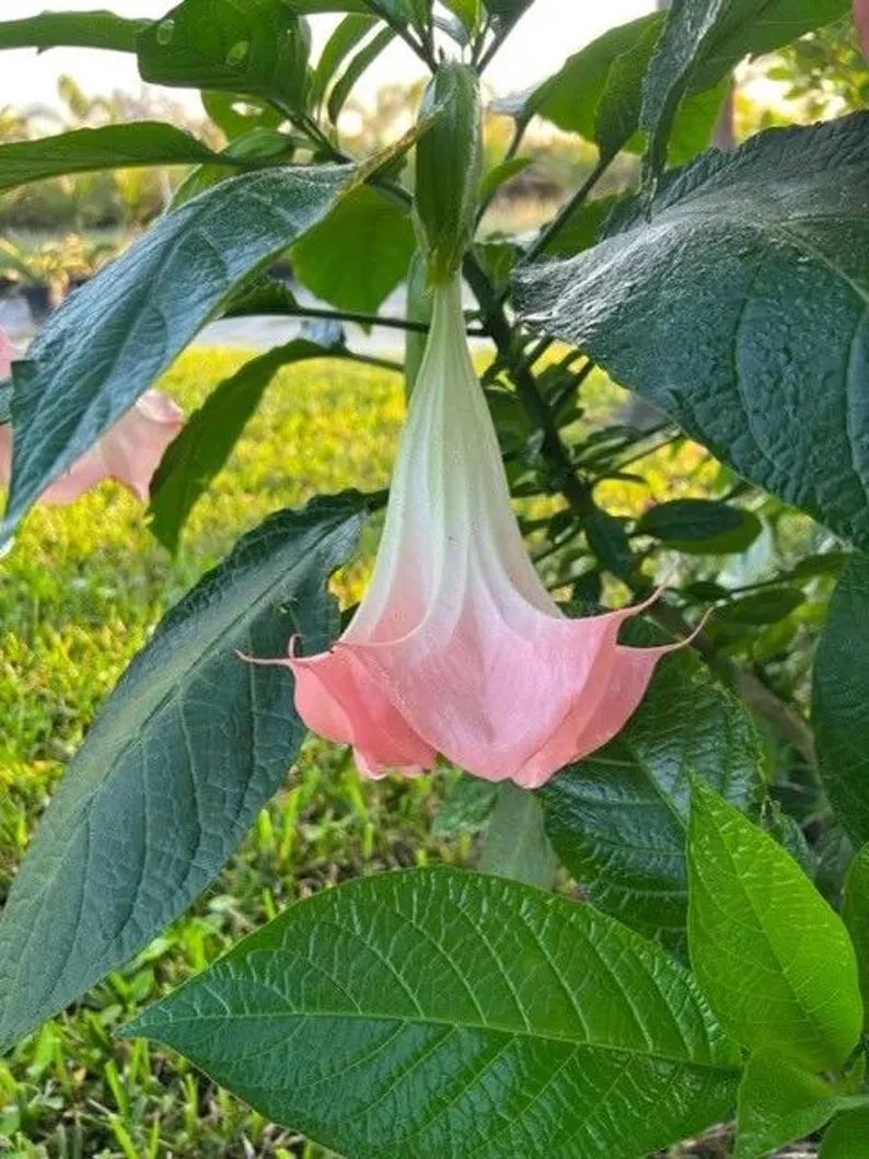 Angel’s Trumpet Brugmansia